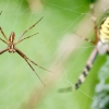 Wasp Spider in 20250722 — 70 × 50 cm