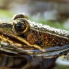 Water Frog in Mézières-en-Brenne — 40 × 30 cm