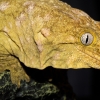 Rhacodactylus Leachianus — 20251115-2025-11-15 — 40 × 30 cm