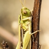 Chorthippus Albomarginatus — Venoy — 30 × 40 cm