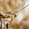 Chorthippus Biguttulus — Cheny — 60 × 40 cm