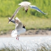 Chroicocephalus Ridibundus — 20250518 — 70 × 50 cm