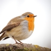 European Robin in 20251201 — 40 × 30 cm