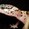 Eublepharis Macularius — 20251114-2025-11-15 — 70 × 50 cm