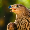 Aquila Chrysaetos — 20251014 — 40 × 30 cm
