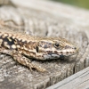 Podarcis Muralis — 20250521 — 40 × 30 cm