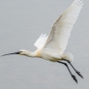 Platalea Leucorodia — 20250518 — 40 × 30 cm