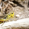 Arcyptera Fusca — 20250811 — 60 × 40 cm