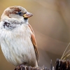 House Sparrow in 20251201 — 40 × 30 cm