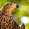 Aquila Chrysaetos — 20251014 — 60 × 40 cm