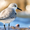 Calidris Alba — 20251205 — 70 × 50 cm