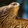 Aquila Chrysaetos — 20251014 — 70 × 50 cm