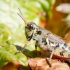 Melanoplus Frigidus — 20250811 — 70 × 50 cm