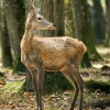 Cervus Elaphus — 20251014 — 70 × 50 cm