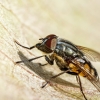 Stomorhina Lunata — Cheny — 70 × 50 cm
