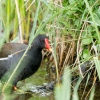 Gallinula Chloropus — 20250518 — 60 × 40 cm