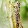 Chorthippus Apricarius — 20250812 — 30 × 40 cm