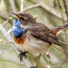 Luscinia Svecica — Congis-sur-Thérouanne 
