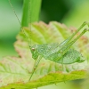 Leptophyes Punctatissima — 20250722 — 40 × 30 cm