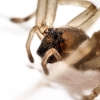 Cheiracanthium Mildei 3 — Gentilly — 70 × 50 cm