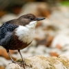 White-throated Dipper in Menétrux-en-Joux — 40 × 30 cm