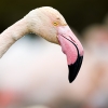 Phoenicopterus Roseus — 20251201 — 40 × 30 cm