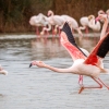 Phoenicopterus Roseus — 20251201 — 40 × 30 cm