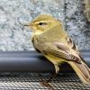 Phylloscopus Trochilus — Tignes — 40 × 30 cm