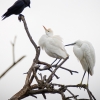 Ardea Ibis — 20251201 — 60 × 40 cm