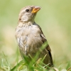 House Sparrow in 20250812 — 70 × 50 cm