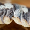 Porcellio Expansus — 70 × 50 cm