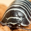 Armadillidium Granulatum Zebra — 60 × 40 cm
