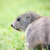 Marmota Marmota — 20250811 — 40 × 30 cm