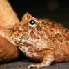 Ceratophrys Cranwelli — 20251115-2025-11-15 — 70 × 50 cm