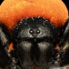 20250124,25 Bigboule Eresus Walckenaeri — 40 × 30 cm