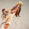 Pyralis Farinalis — 60 × 40 cm