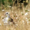 Common Buzzard in Cheny 