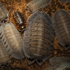 20250125 Armadillidium Pericae — 40 × 30 cm