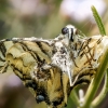 Papilio Machaon — Venoy — 30 × 40 cm