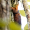 Sciurus Vulgaris — Le Frasnois — 50 × 70 cm