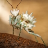 Pseudocreobotra Lestoni — 70 × 50 cm