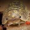 Armadillidium Ameglioi — 60 × 40 cm