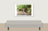 Common Vole in Les Planches-en-Montagne — 60 × 40 cm