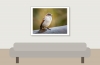 House Sparrow in 20251201 — 40 × 30 cm