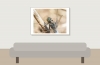 Black-tailed Skimmer in 20250516 — 70 × 50 cm
