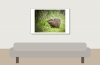 Myocastor Coypus — 20251201 — 60 × 40 cm