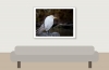 Ardea Ibis — 20251201 — 40 × 30 cm