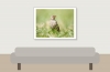 House Sparrow in 20250812 — 40 × 30 cm
