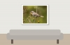 House Sparrow in 20250812 — 40 × 30 cm