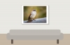 House Sparrow in 20251201 — 70 × 50 cm